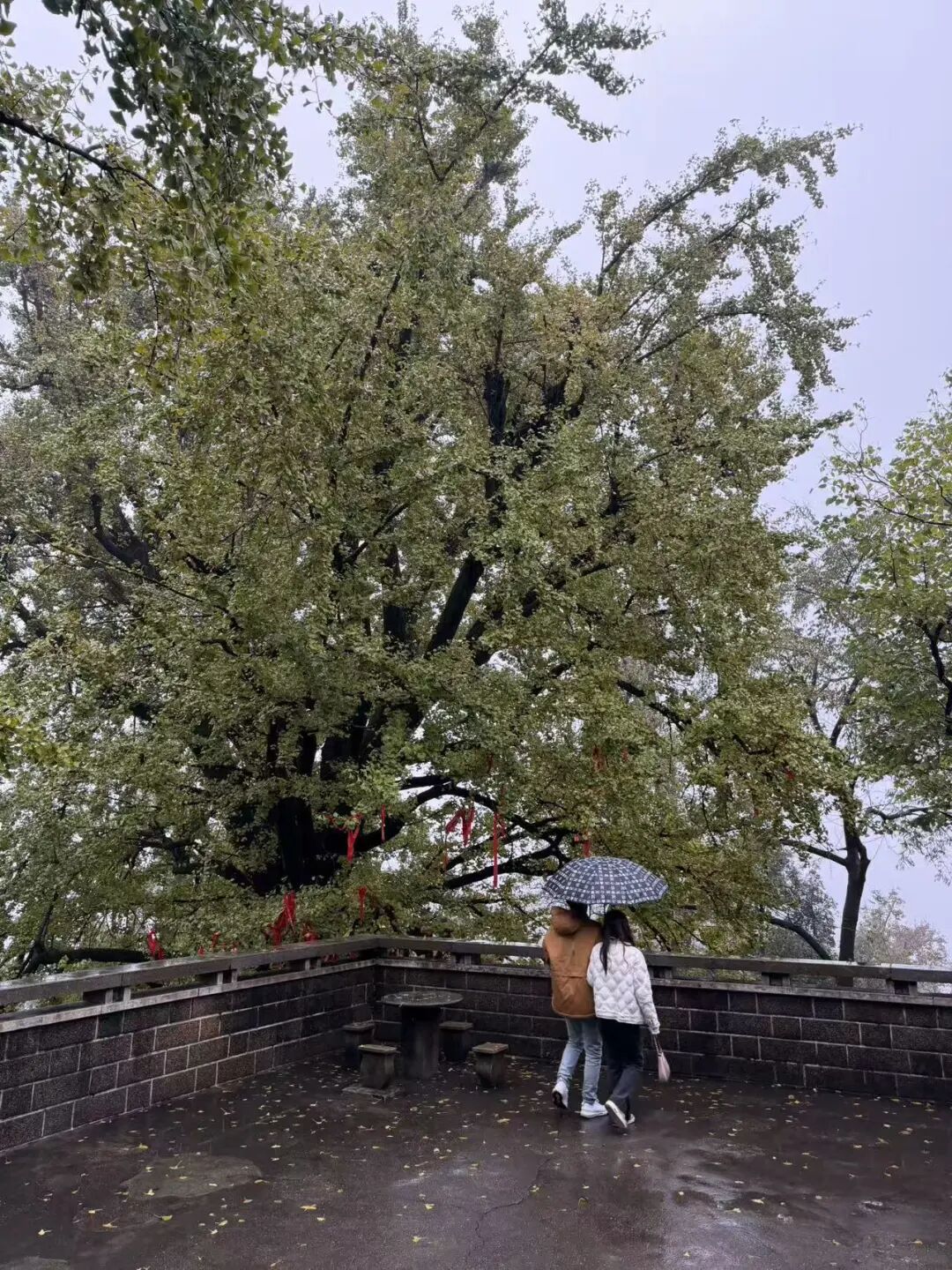 蘋方簡細(xì)體圖片